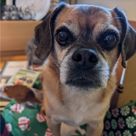 Meet your Posher, Sue - Picture 3 of 5